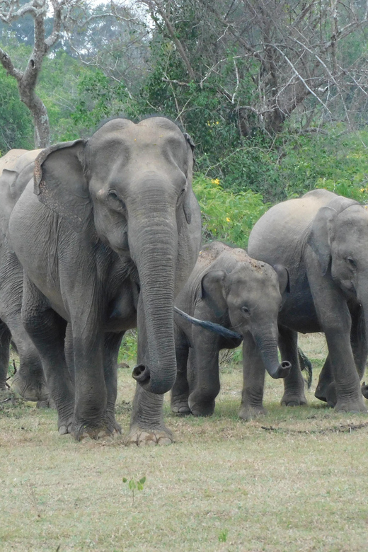 Yala National Park Safari Tours - 2 Options - Wildlife and Park Information