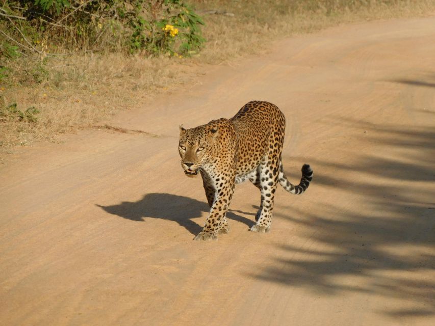 Yala National Park Safari Tours: Half Day and Full Day - Good To Know