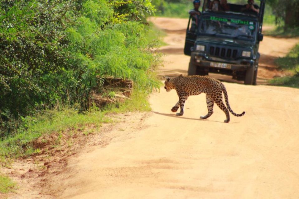 Yala National Park Sharing Safari (5 Hours) - Itinerary and Timings