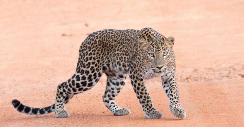 Yala Safari Tour From Hambantota Port Area (Shore Excursion) - Good To Know