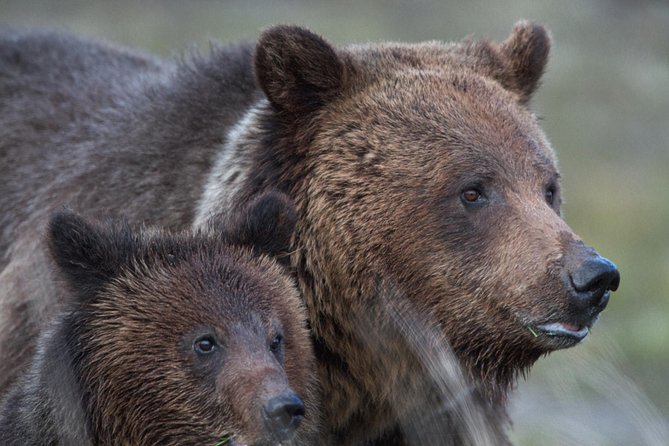 Yellowstone National Park Private Tour - Accessibility Features