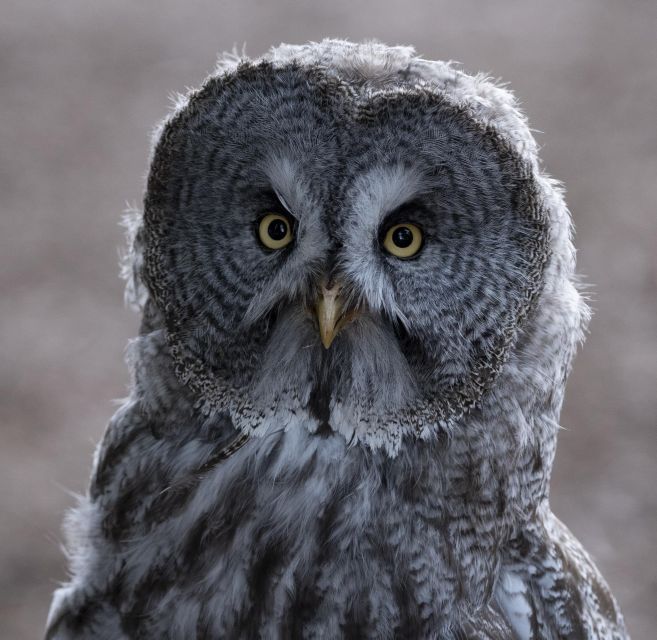 York: York Bird of Prey Centre Entry Ticket - Visitor Reviews and Feedback