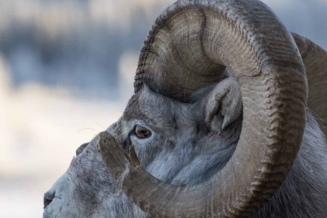Yukon Wildlife Preserve & Eclipse Nordic Hot Springs - Accessibility