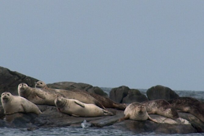 Zodiac Discovery of the Kamouraska Islands - Accessibility and Participation