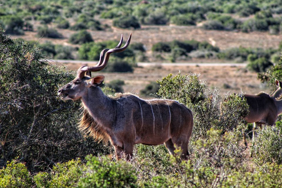 4-Day Addo to Karoo Safari - Good To Know