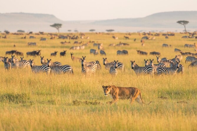 4-Day Budget Tarangire, Serengeti, Ngorongoro Safari Guided Tour - Good To Know