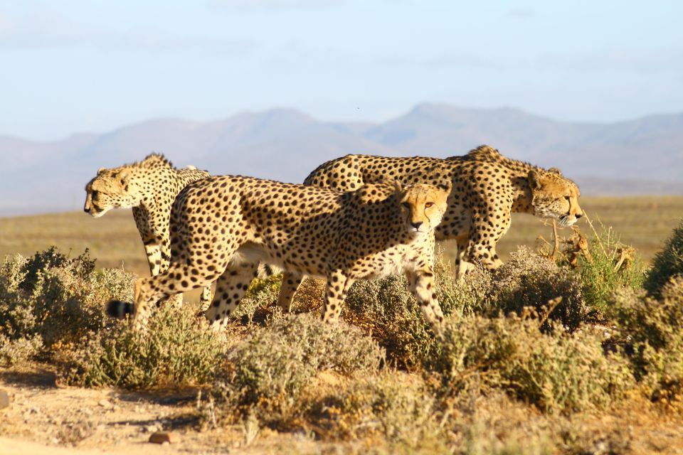 4 Day Cape Town Essential Tour & Big 5 Safari At Inverdoorn - Good To Know