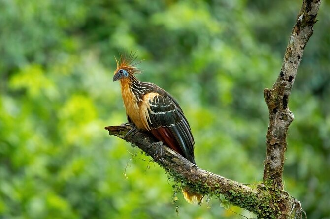 4-Day Cuyabeno Amazon Adventure: Bird Watching, Wildlife, Hiking, Kayaking - Tour Overview