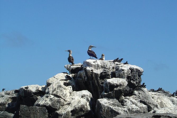 4-Day Galapagos Islands Express Tour - Overview and Highlights