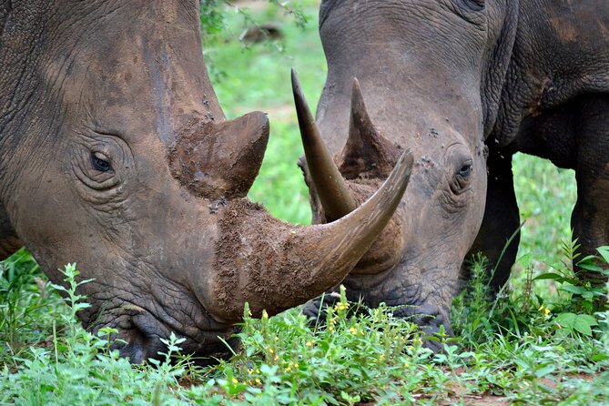 4-Day Hluhluwe Imfolozi and St Lucia Safari From Durban - Good To Know