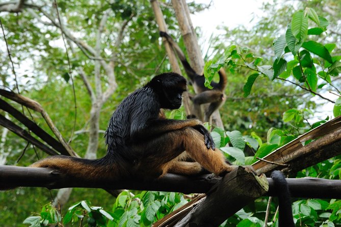 4 Day Iquitos Amazon Jungle Adventure at Heliconia Lodge - About Your Stay