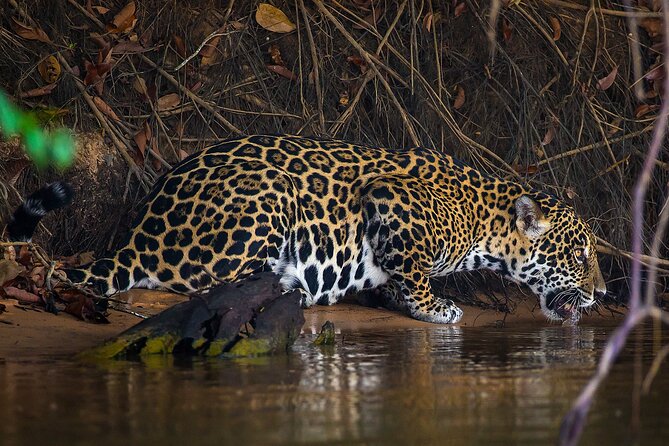 4-Day Pantanal Tour With Accommodation - Departing From Cuiaba - Good To Know