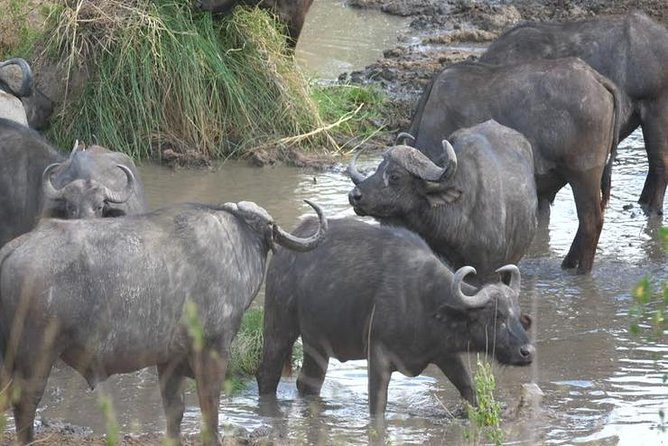 4 Days Best Experience Kilimanjaro Hike, Serengeti &Ngorongoro - Good To Know