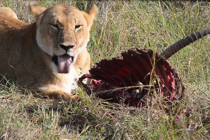 4 Days Safari Lake Nakuru NP Naivasha and Masai Mara - Good To Know