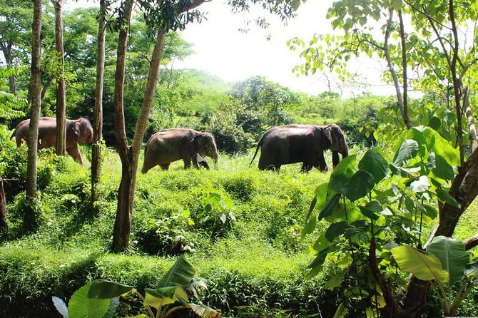4-Hours Phuket Ethical Elephant Sanctuary Tour With Lunch - Good To Know