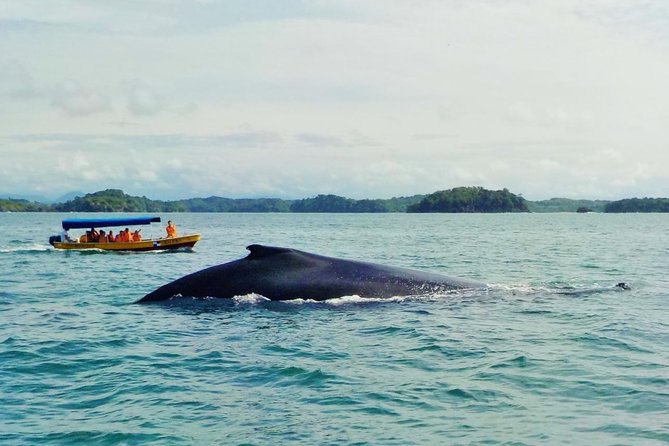 (4 Person Minimum to Book) Whale Watching (July 15 to Oct.15) in Isla Bolanos - Good To Know