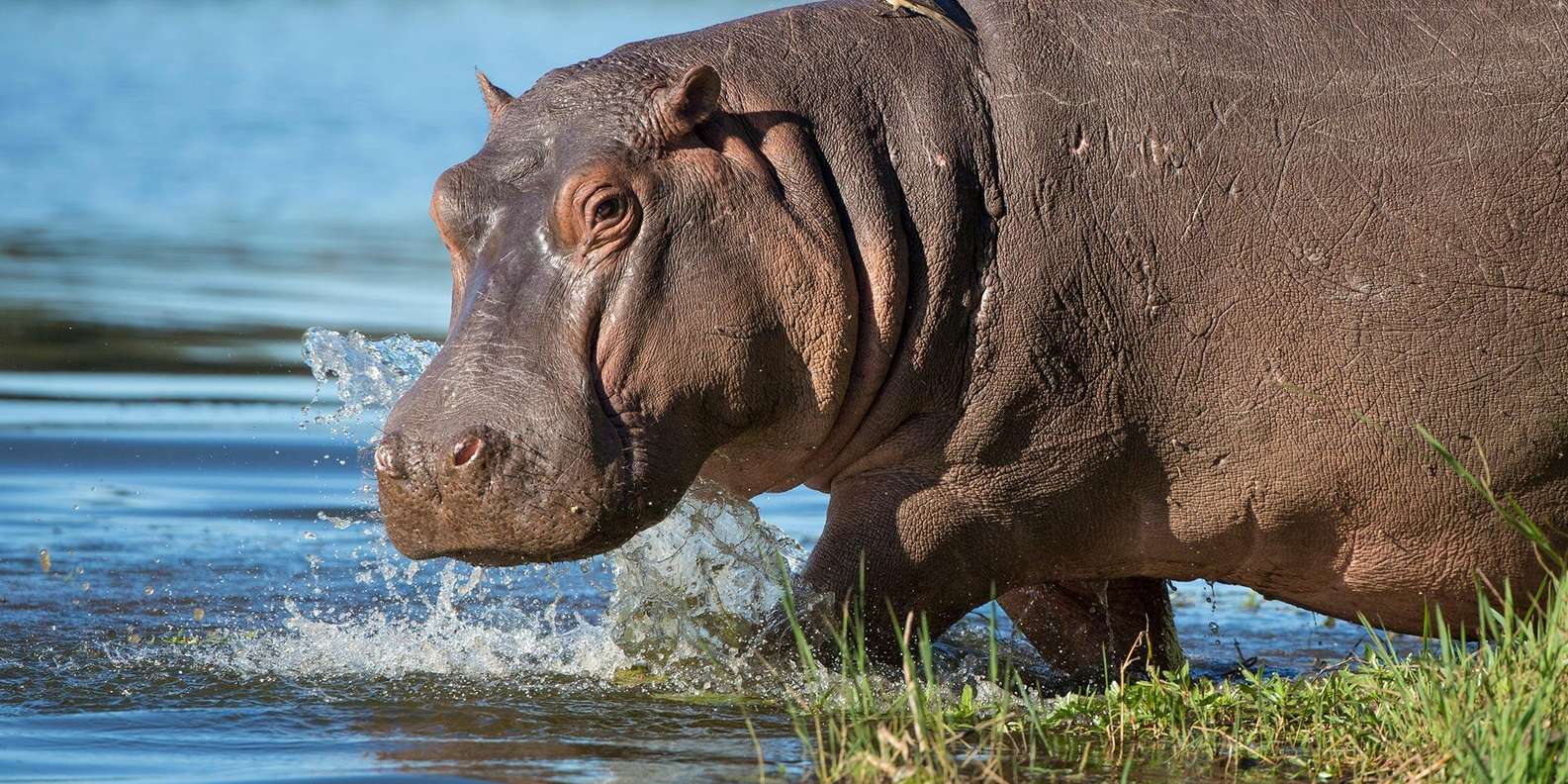 1/2 Day Isimangaliso Boat Safari From Durban - Booking Information