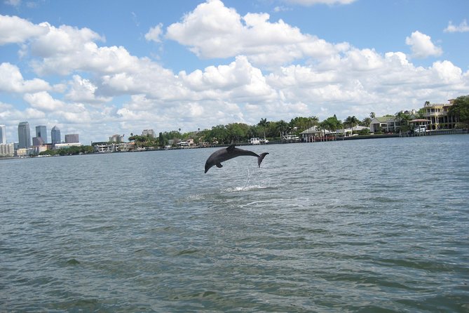 1.5-Hour Dolphin Sightseeing Cruise From Tampa - Health and Safety Protocols