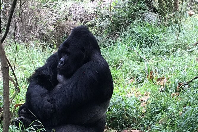 1 Day Gorilla Trekking Mgahinga Gorilla NP & Lake Bunyonyi - Pricing Details