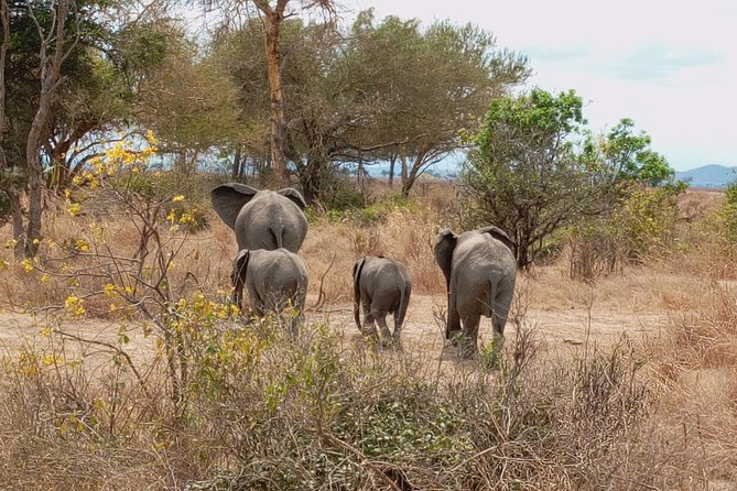 1 Day Safari to Mikumi National Park - Pickup and Departure Details