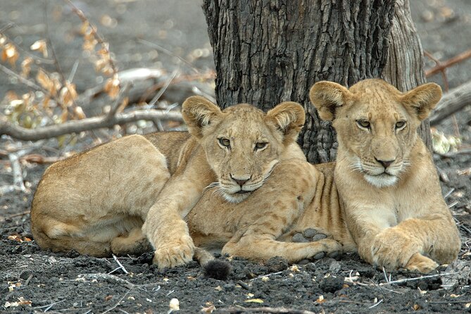 1 Day Tanzania - Selous Game Reserve Safari Tour - Highlights of Selous Game Reserve