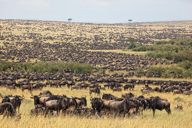 10-DAY Serengeti Wildebeest Migration Safari From Arusha - Meeting and Pickup Details
