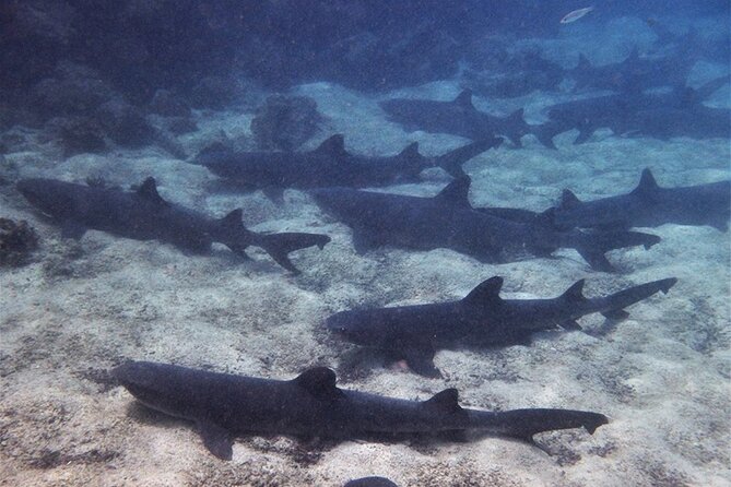 10 Days Galapagos Island Hopping - Departure From San Cristobal