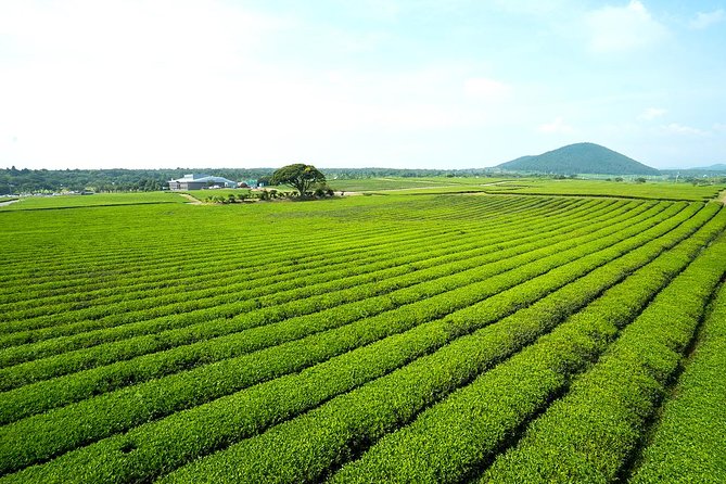 10day Small Group Discover Korea Tour : History, Food and Culture - Gyeongju Experiences