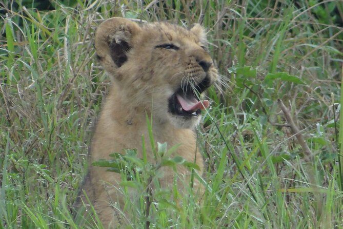 14 Days Uganda Safari Adventure, Gorilla Trekking and WildlifeTour - Discovering Queen Elizabeth National Park