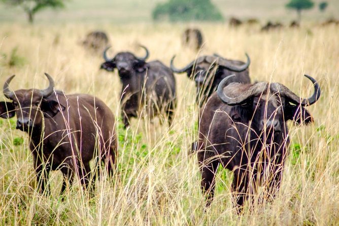 15 Day Gorillas, Chimps and Big 5 Safari Tour - Meeting and Pickup Details