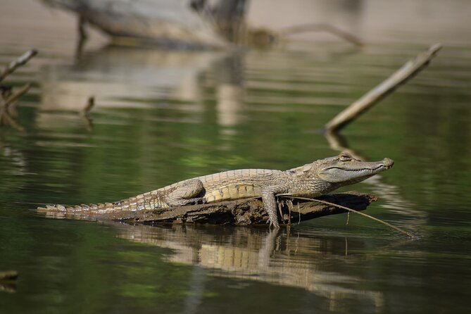 2-Day Jungle Tour: Lake Sandoval, Monkey Island, Hikes, Caiman, & Clay Lick - Guided Experiences