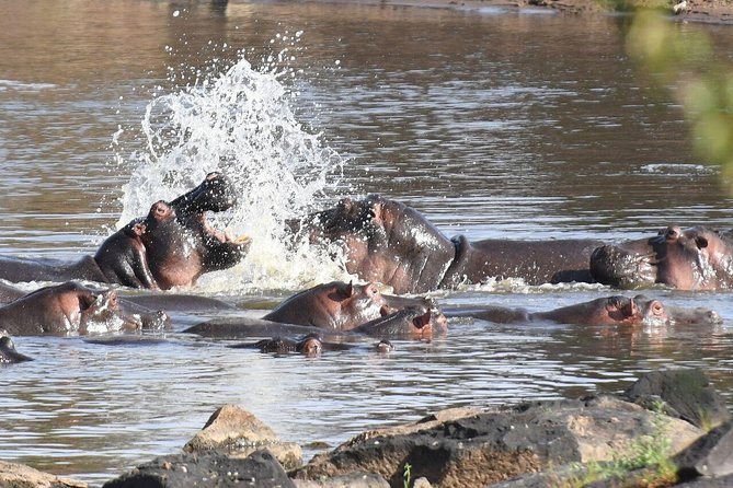 2-Day Maasai Mara Safari - Wildlife Sightings and Experiences