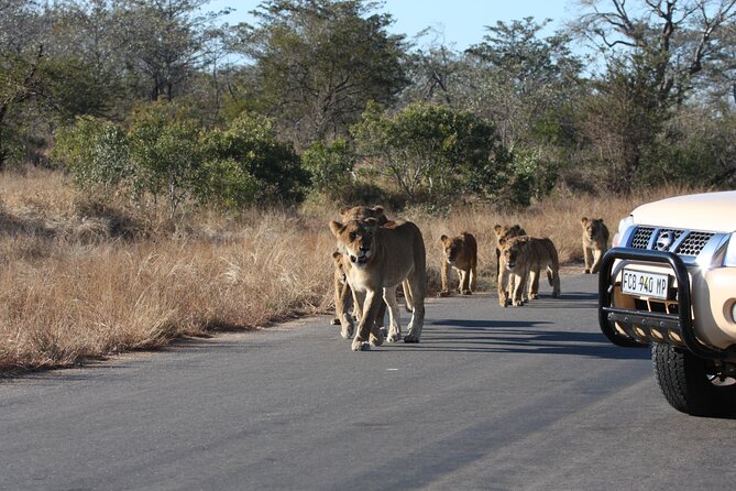 2-Day Safari Tour in Kruger National Park - Highlights of Day 2