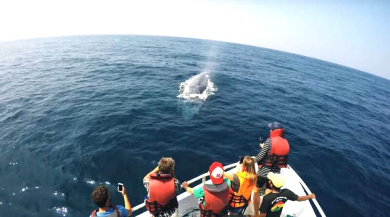 2-Day Whale Watching & Southern Sri Lanka Tour - Participant Information