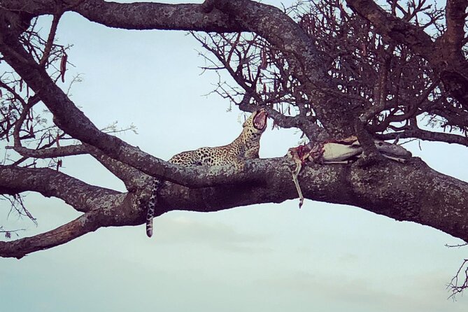 2- Day Wildlife Tour & Tanzanite Mining Discovery - Exploring Lake Manyara