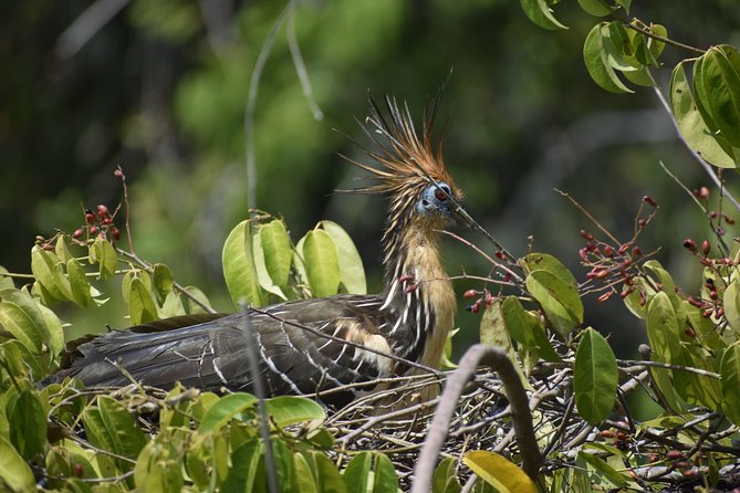 2 Days 1 Night - Chuncho Clay Lick and Sandoval Lake - Wildlife Sightings and Experiences