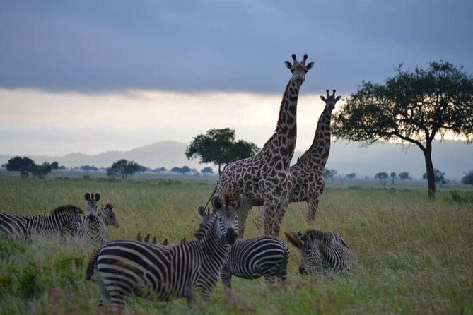 2 Days 1 Night Mikumi National Park From Dar Es Salaam - Customer Experiences
