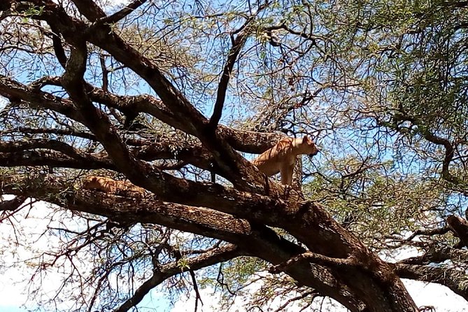 2 Days Maasai Mara National Reserve Safari From Nairobi - Traveler Experiences