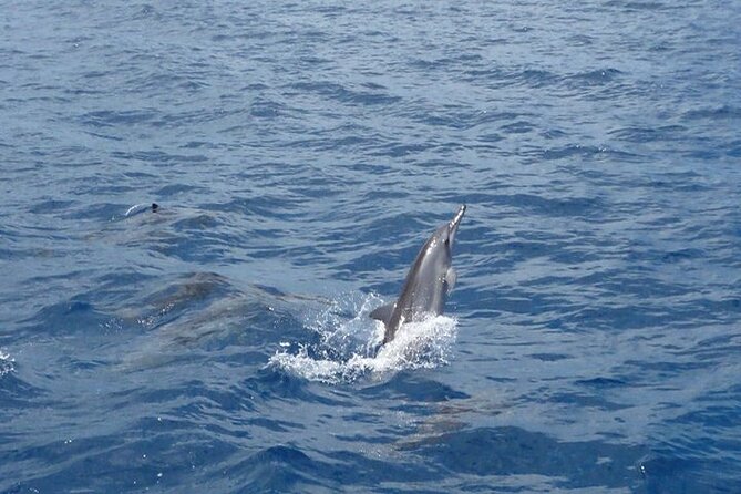 2-Hour Dolphin Excursion in Mauritius - Equipment and Safety Measures
