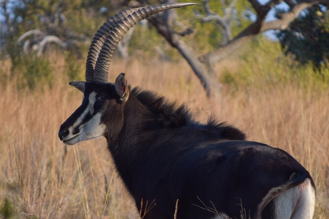 2-Hour Horseback Safari in Hartbeespoort - Booking Information