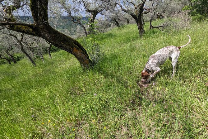 2 Hours Private Activity - Truffle Hunting in Assisi - Savoring the Truffle-Infused Delights