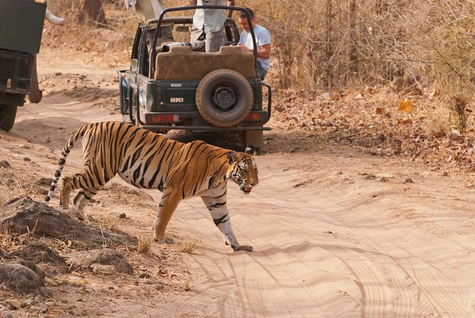 2-Night Private Ranthambore National Park and Wildlife Tour From Delhi - Accommodation Overview