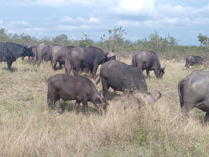 2days Kruger National Park - Wildlife Experience