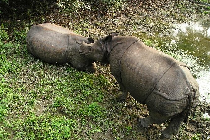 3-Day Chitwan Jungle Safari Tour From Kathmandu - Day 3 Return Journey