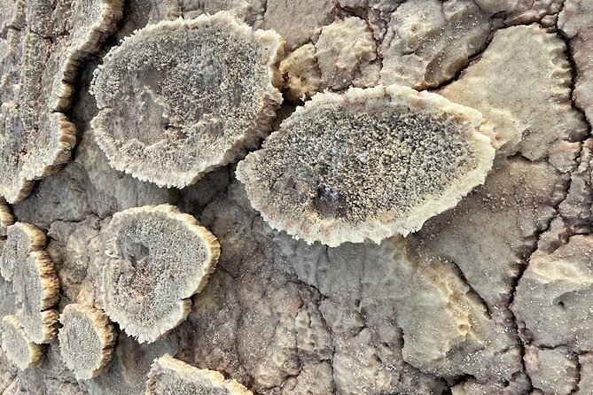 3 Day Danakil Depression Ertale and Dallol Tours - Inclusions and Amenities