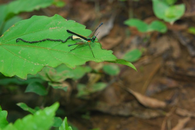 3-Day Eco Amazonia Lodge in the Amazon Jungle ECOMAGICO - Accommodations and Amenities