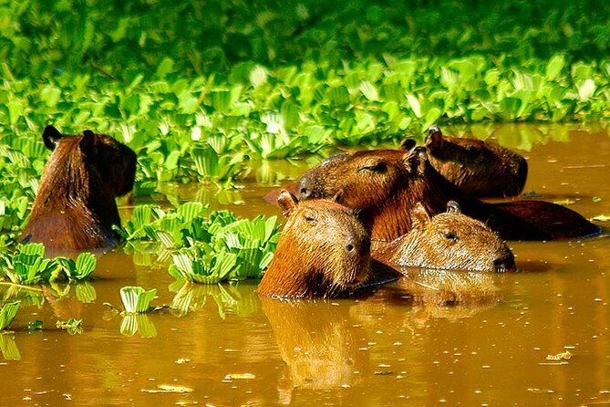 3 Day Iquitos Jungle Adventure at Muyuna Lodge - Piranha Fishing and Village Visit