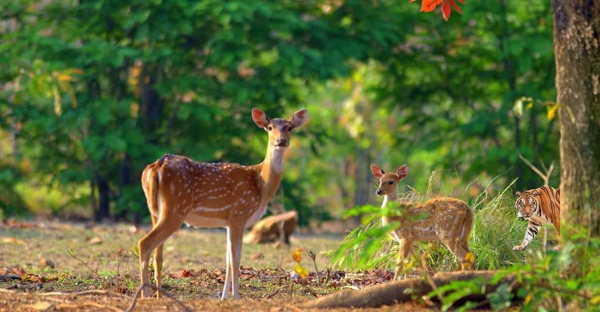 3- Day Jim Corbett National Park Tour - Wildlife Encounters