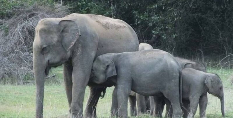 3-Day Luxury Glamping in Yala National Park - Game Drives and Encounters