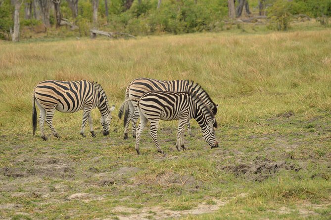 3-Day Moremi Game Reserve- by Walking Stick Safaris - Accessibility Features